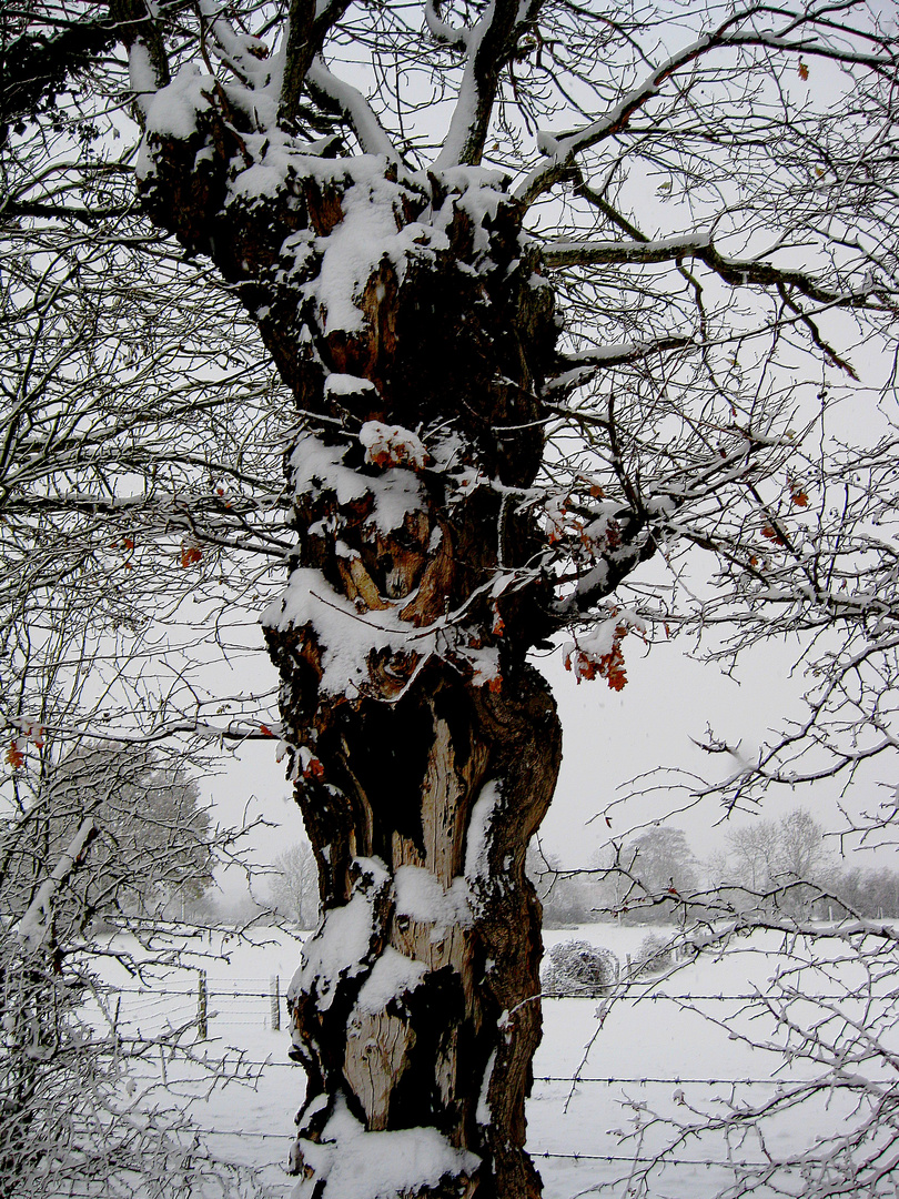 le viel arbre en hiver