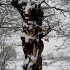 le viel arbre en hiver