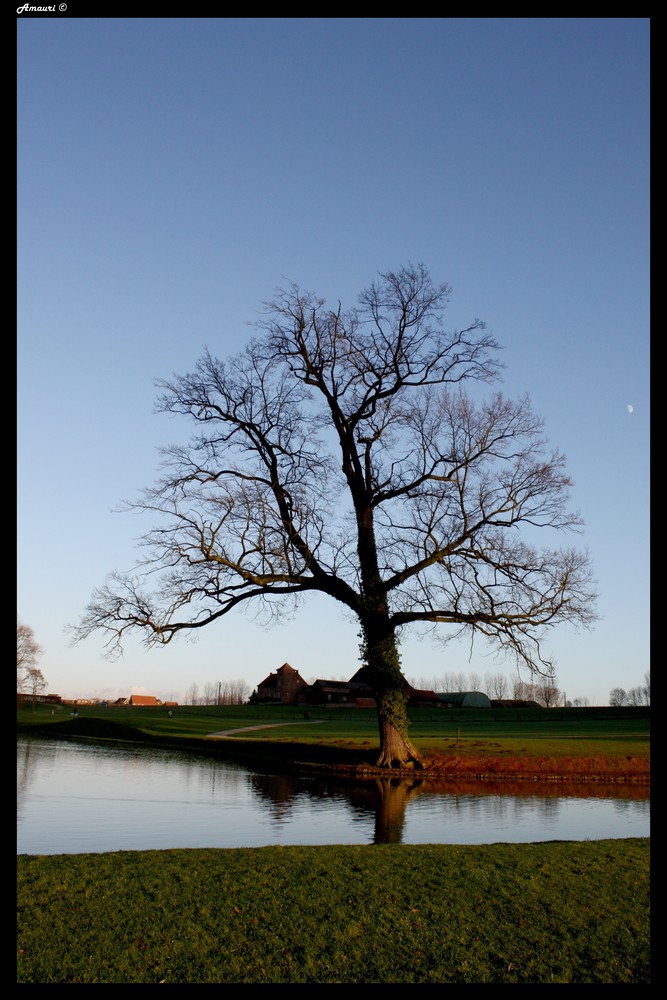 Le Vielle arbre & la lune.