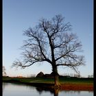 Le Vielle arbre & la lune.