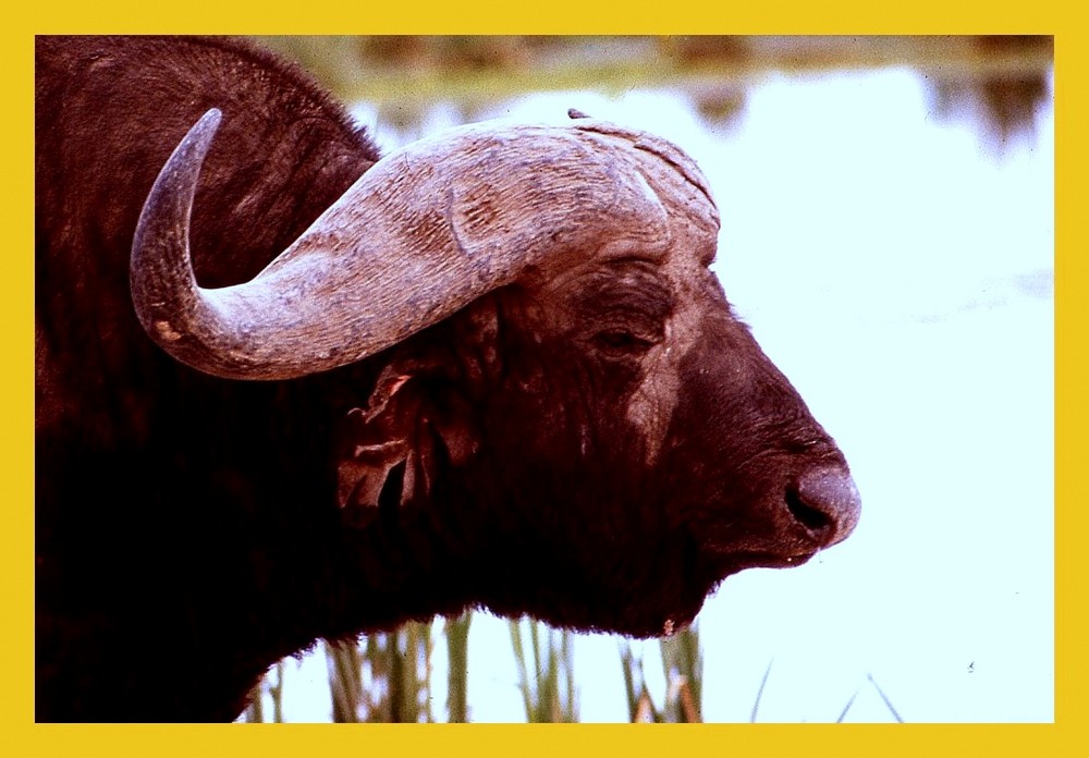 Le vieux buffle aux oreilles déchirées- Kenya