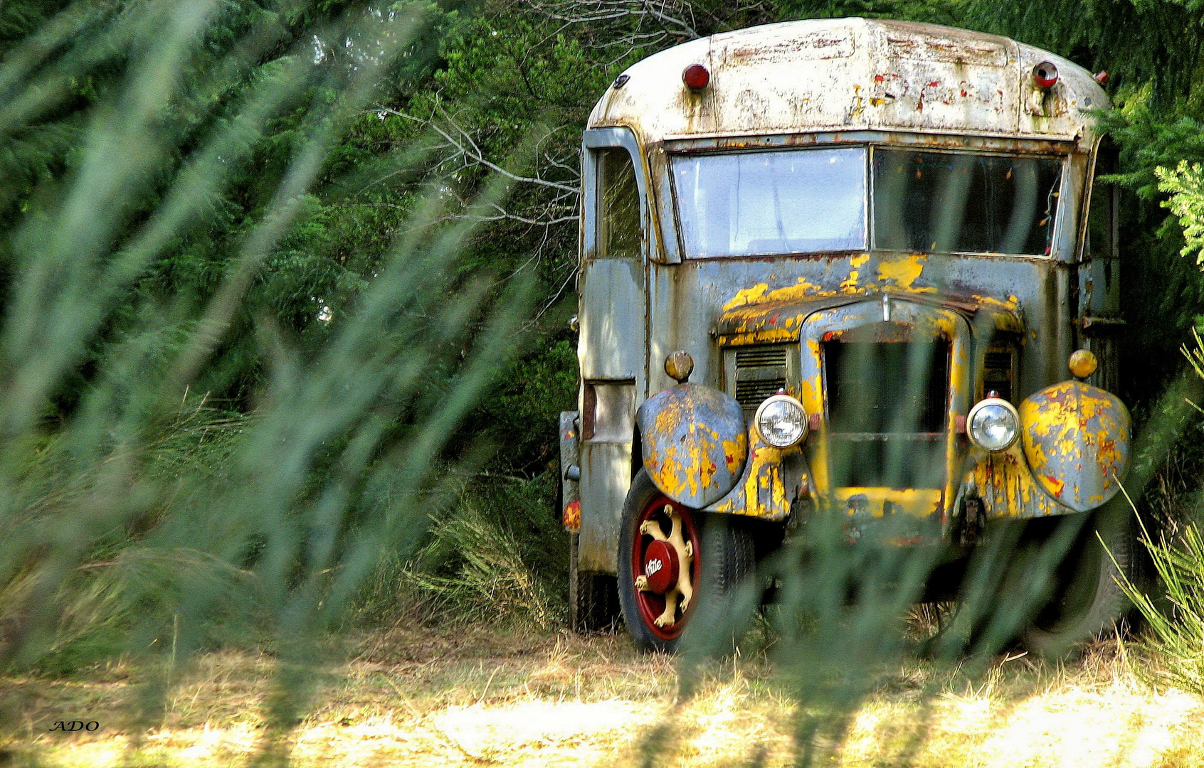 le vieux bus caché