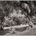 Le Vieux Cagnes