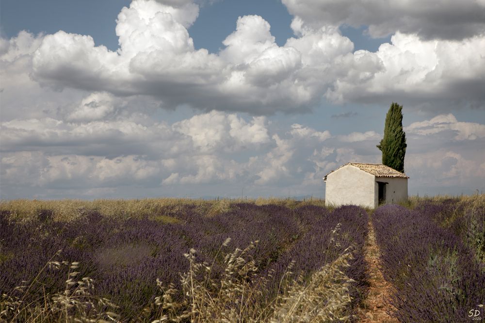 Le vieux champ de lavandes 