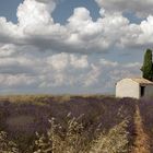 Le vieux champ de lavandes 