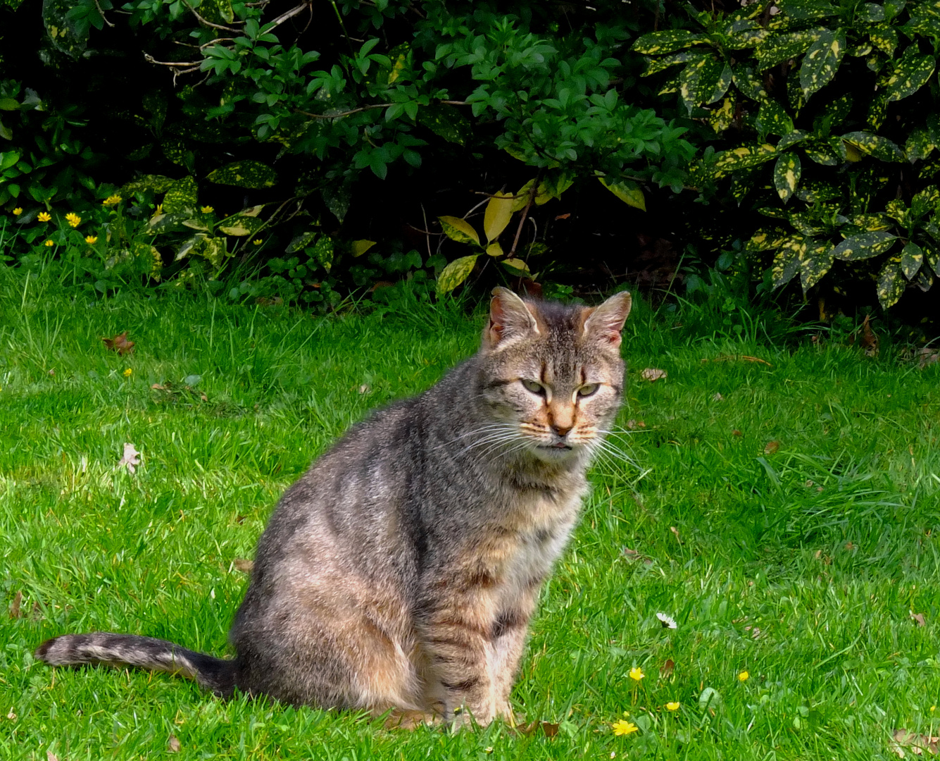 le vieux chat fatigué