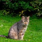 le vieux chat fatigué