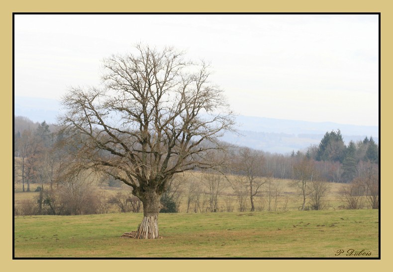 le vieux chéne