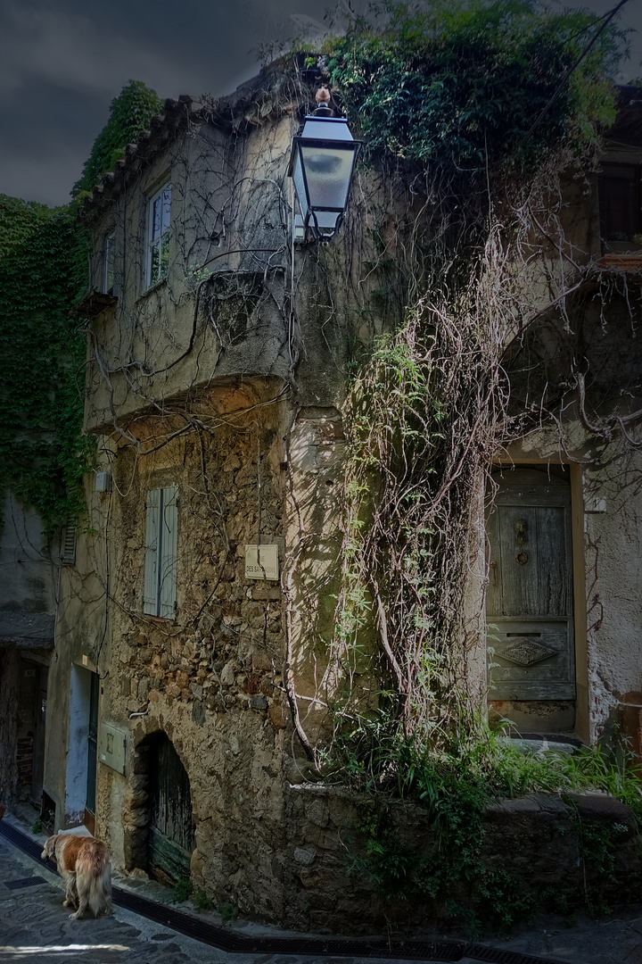 Le vieux chien de la vieille maison.