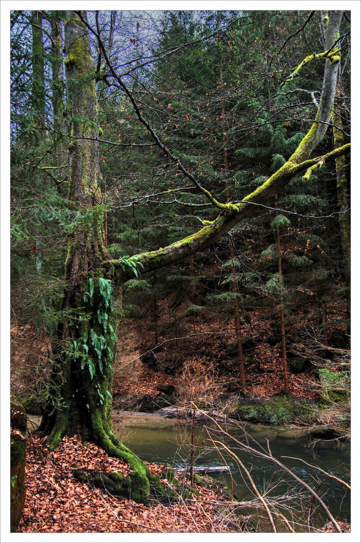 Le vieux et sa forêt