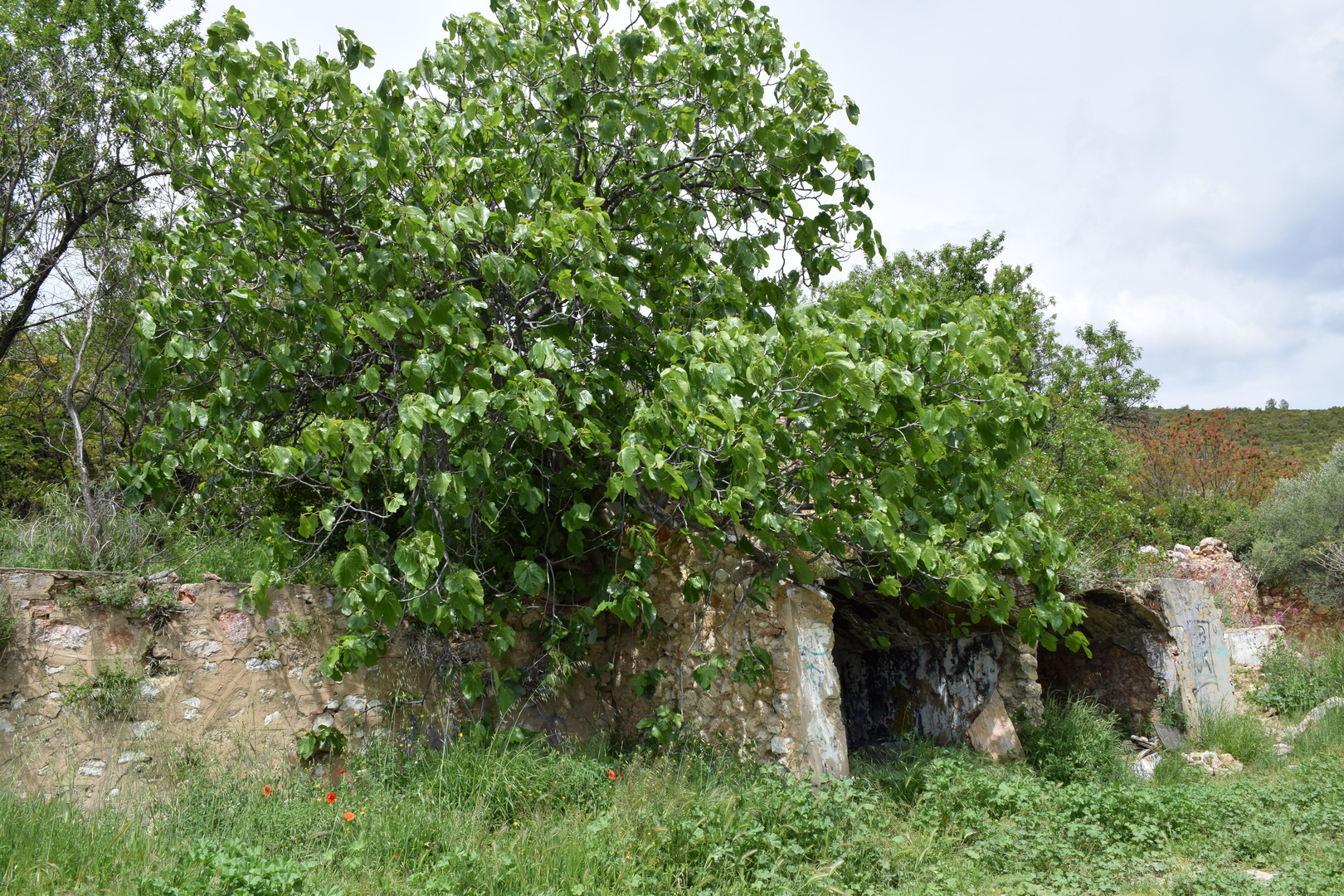 le vieux figuier