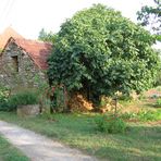 le vieux figuier