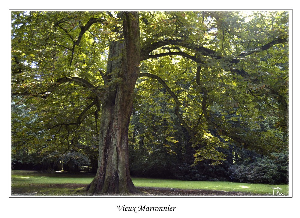 le vieux marronnier photo et image arbres, arbres venerables, nature