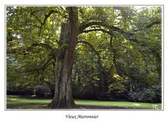 le vieux marronnier