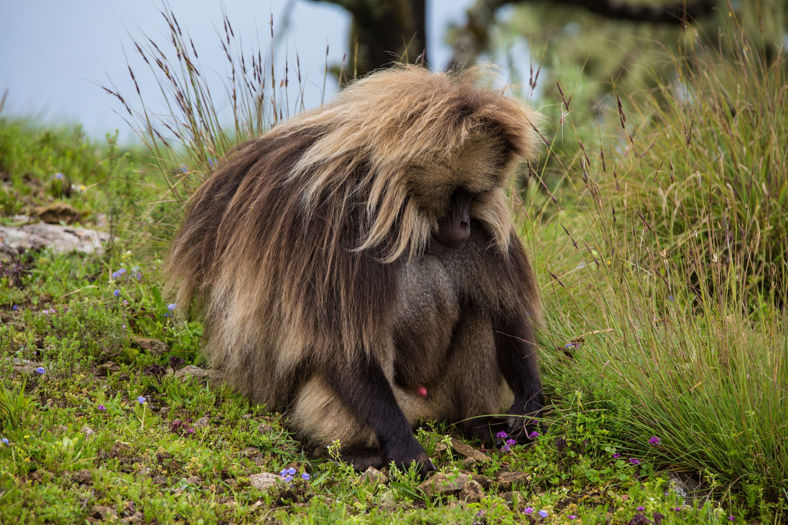 Le vieux mâle babouin geladas, massif du Simien.