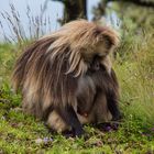 Le vieux mâle babouin geladas, massif du Simien.