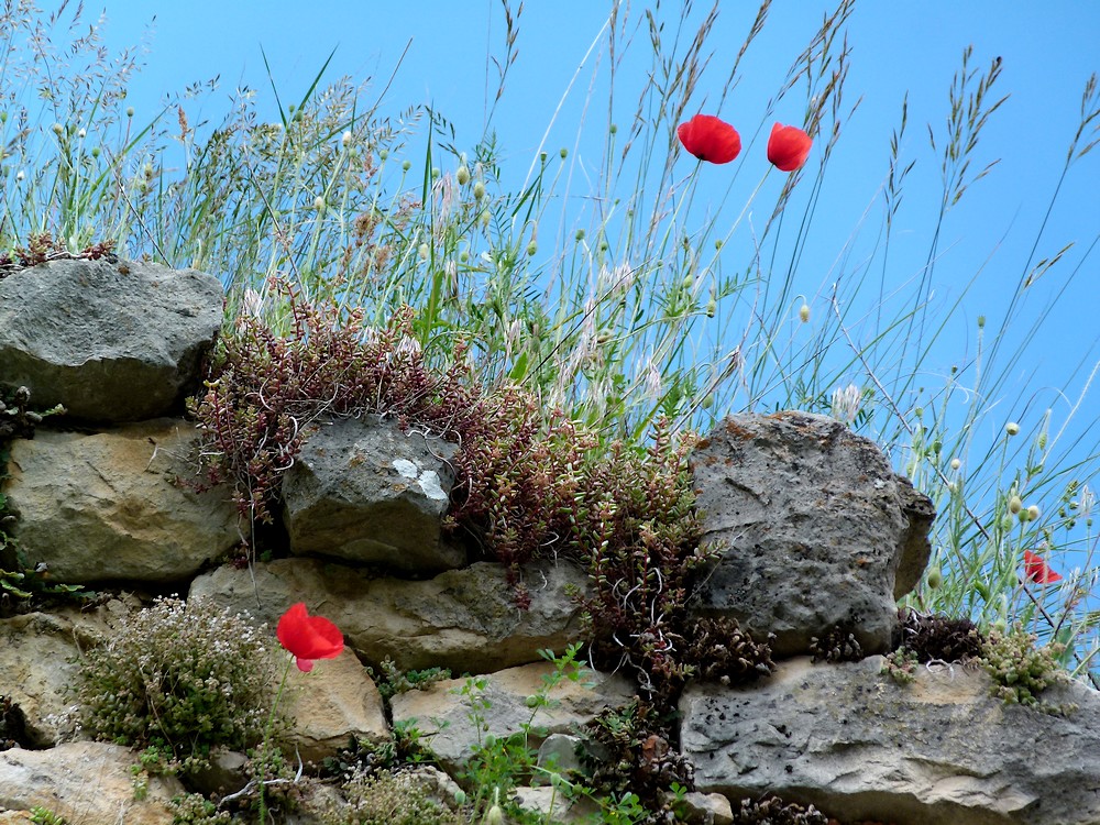 "le vieux mur"