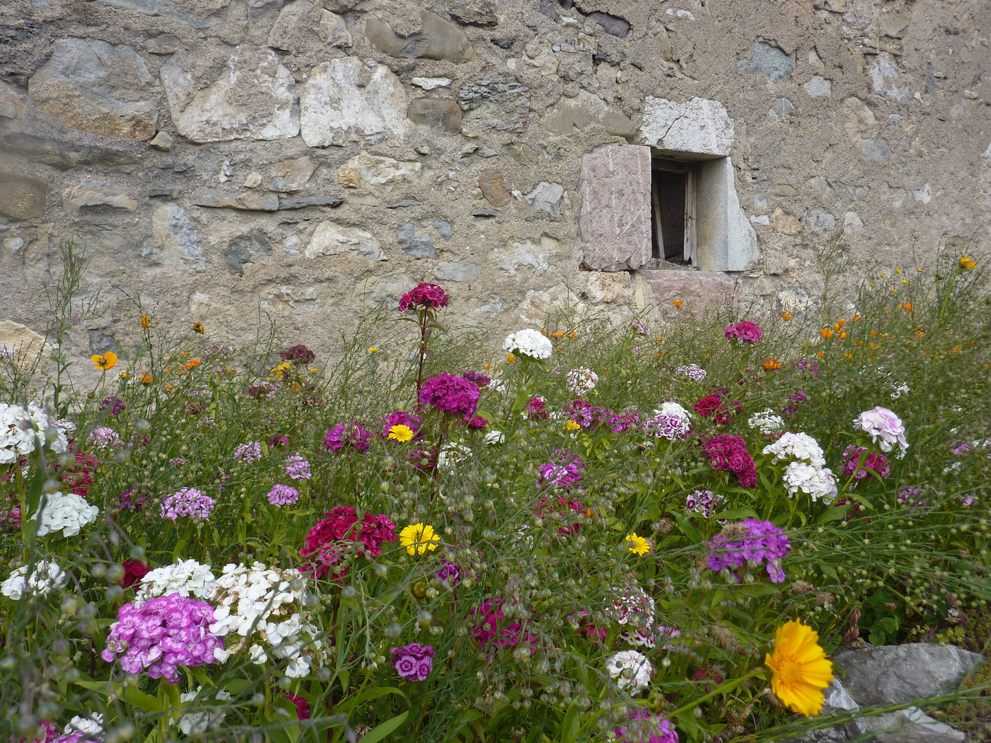 Le vieux mur fleuri