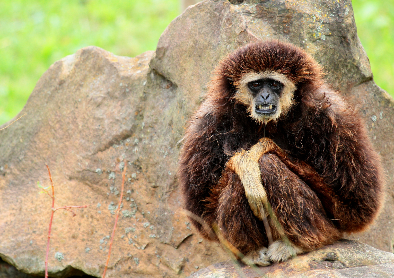 le vieux Singe et la Solitude