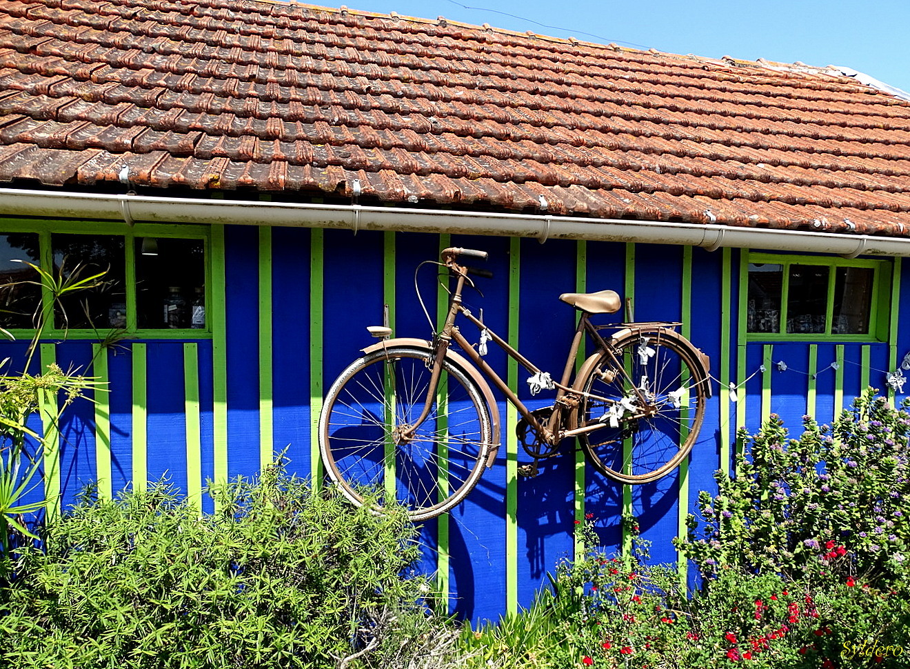 Le vieux vélo