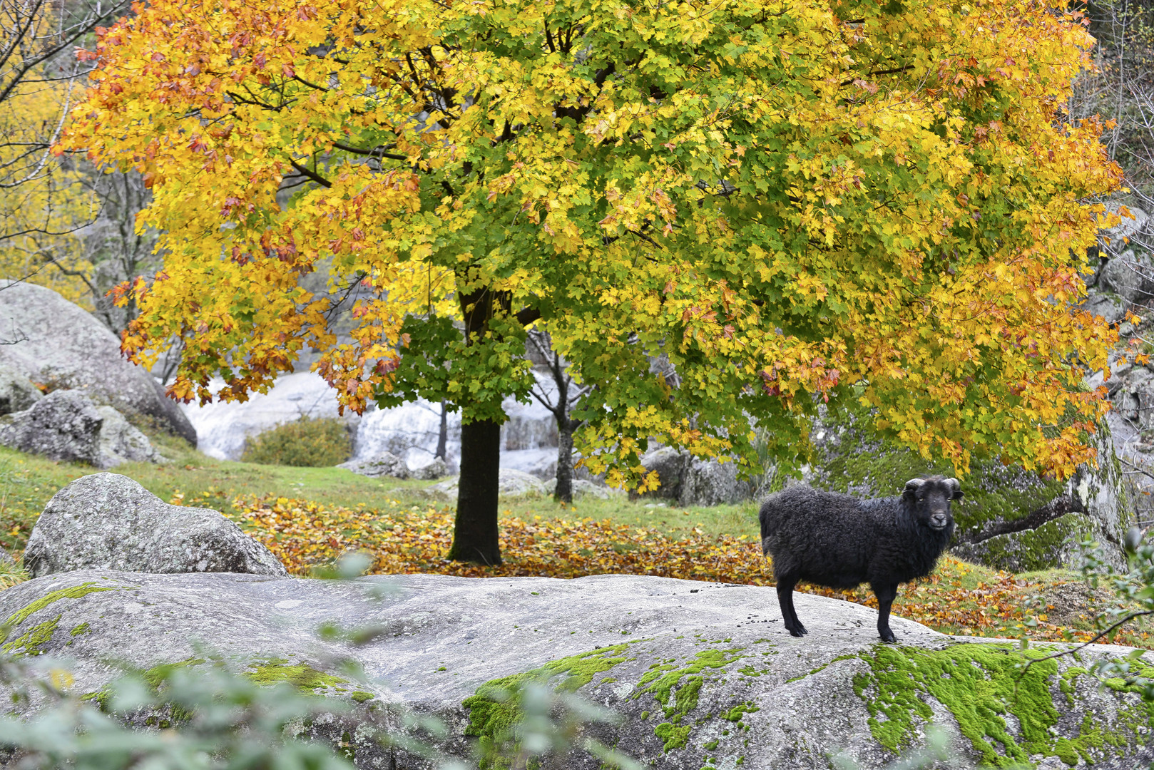 Le vif automne.