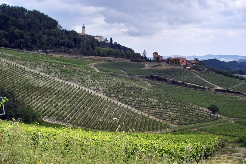 Le vigne del Monferrato