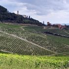 Le vigne del Monferrato