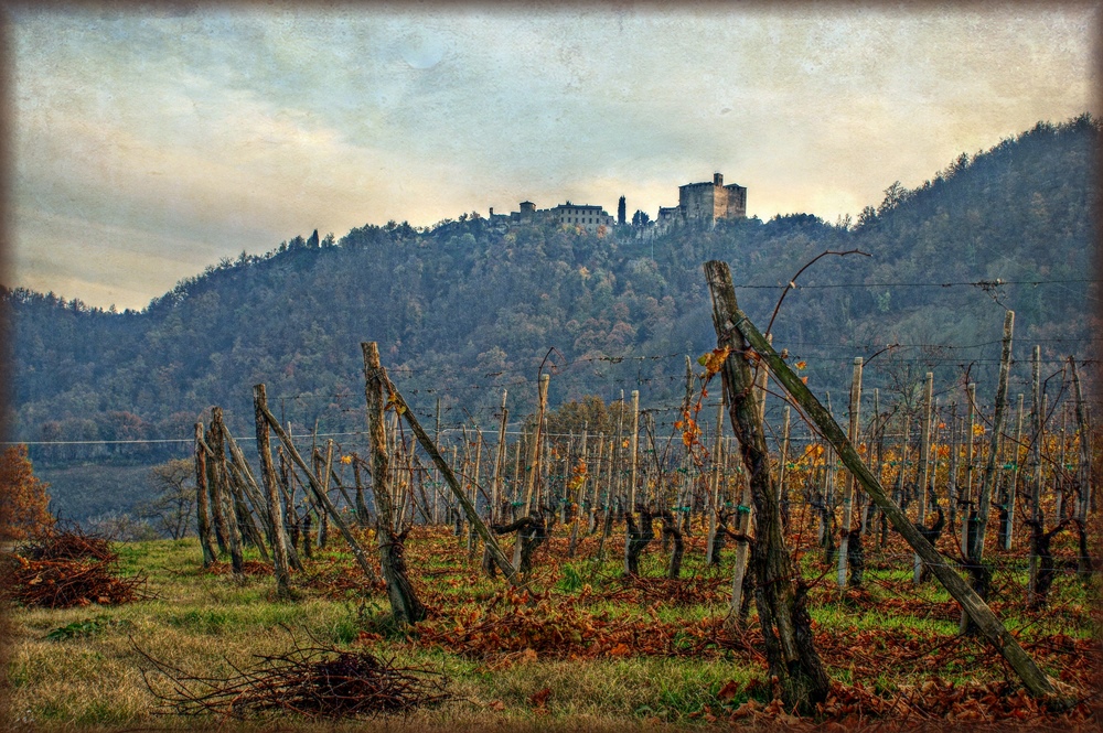 Le vigne della Rocca