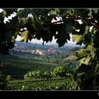 Le vigne di Barolo