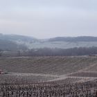 LE VIGNOBLE A BLANCHI