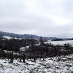 LE VIGNOBLE A BLANCHI