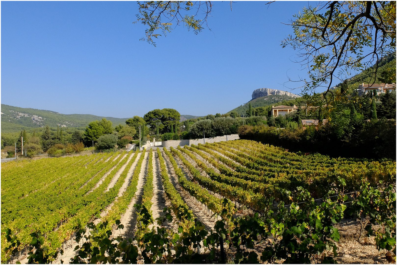 Le vignoble cassidain