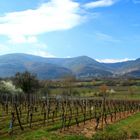 Le vignoble de Bernardswiller