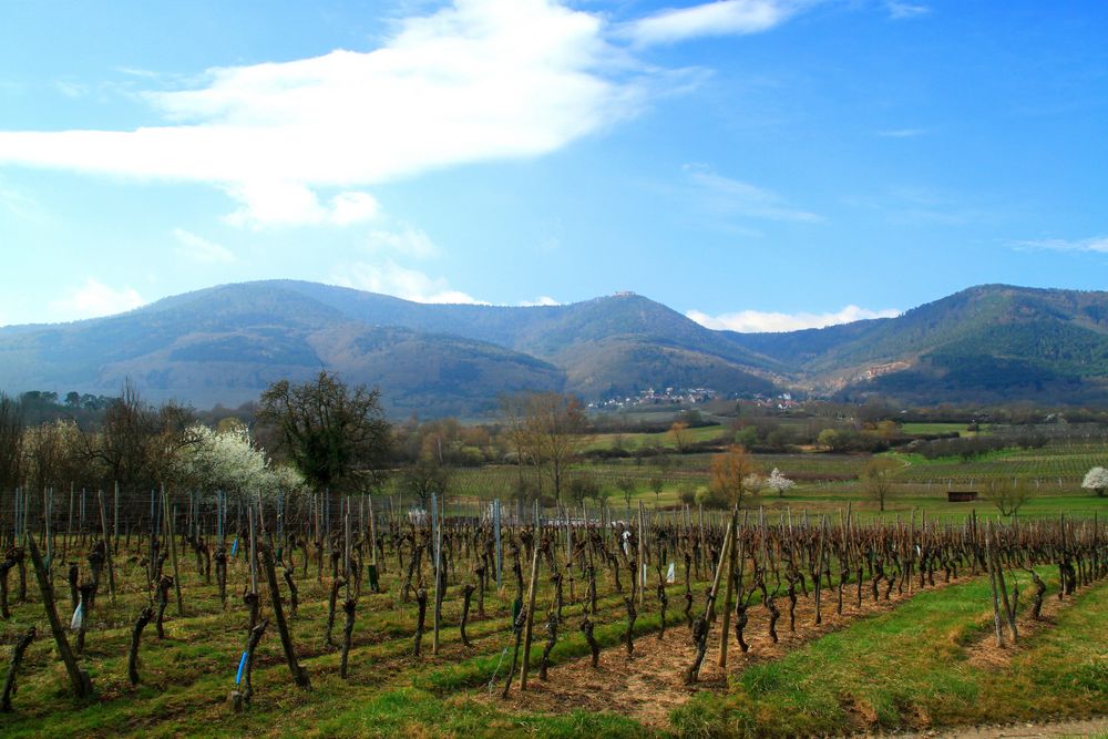 Le vignoble de Bernardswiller