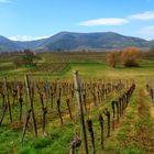 le Vignoble de Bernardswiller'