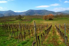 le Vignoble de Bernardswiller'