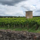 Le vignoble de Château Coutet à Barsac