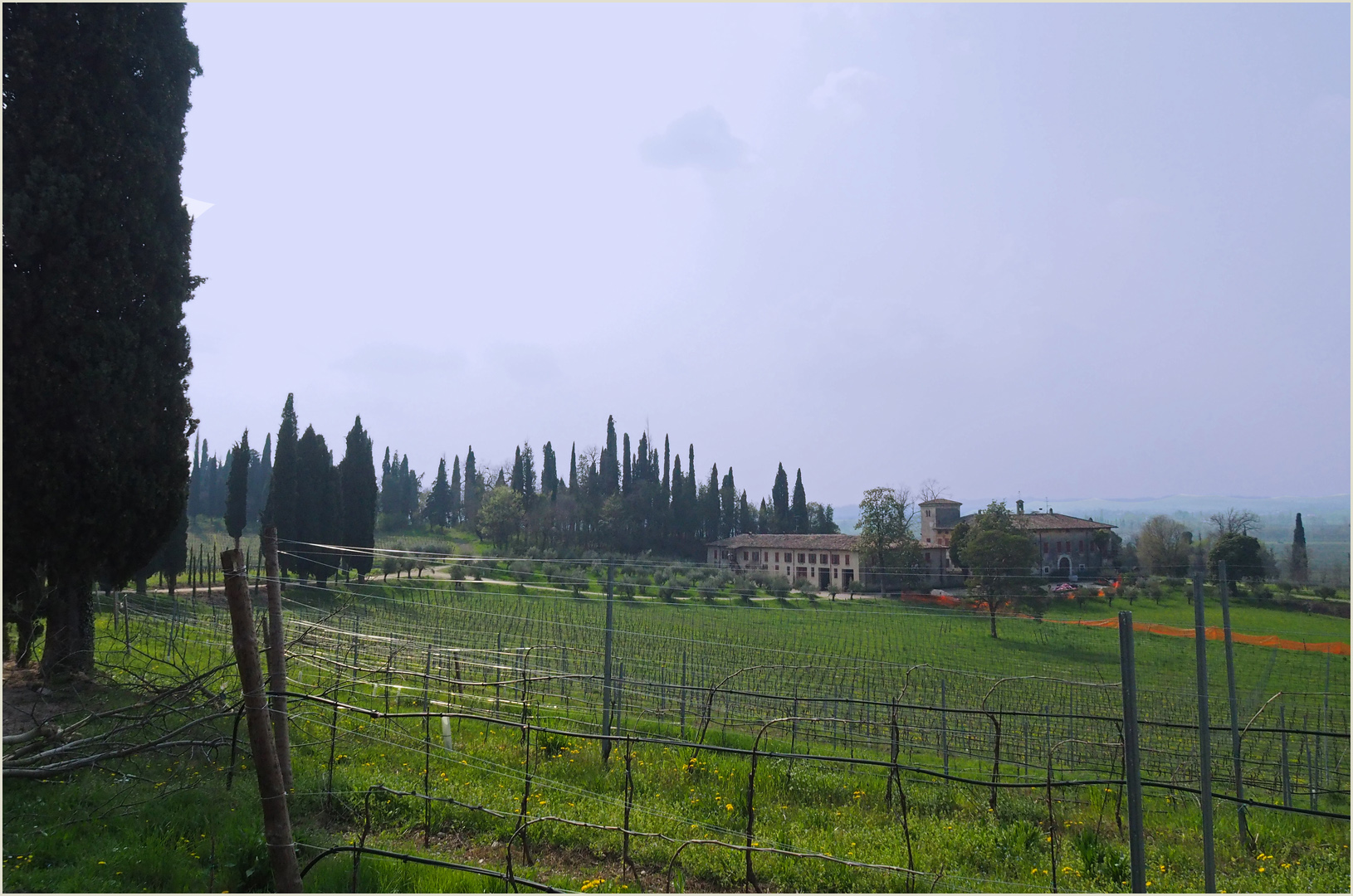 Le vignoble de Lugana