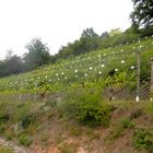 Le vignoble de Runkel.