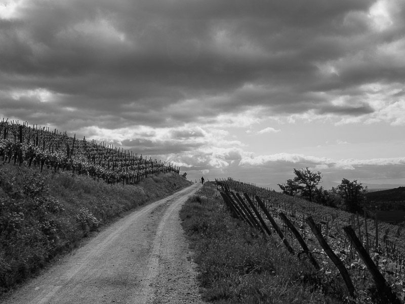 Le vignoble d'Ingersheim