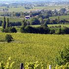 LE VIGNOBLE  DU CHATEAU DE MONBAZILLAC