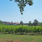 Le vignoble du Château de Mons