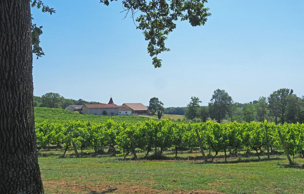 Le vignoble du Château de Mons