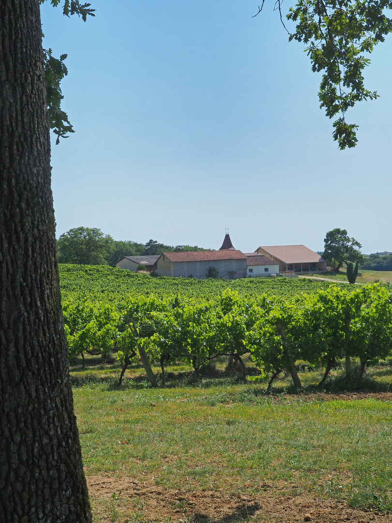 Le vignoble du Château de Mons