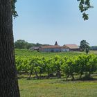 Le vignoble du Château de Mons