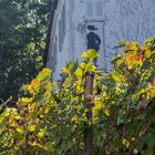 le vignoble du Montmartre