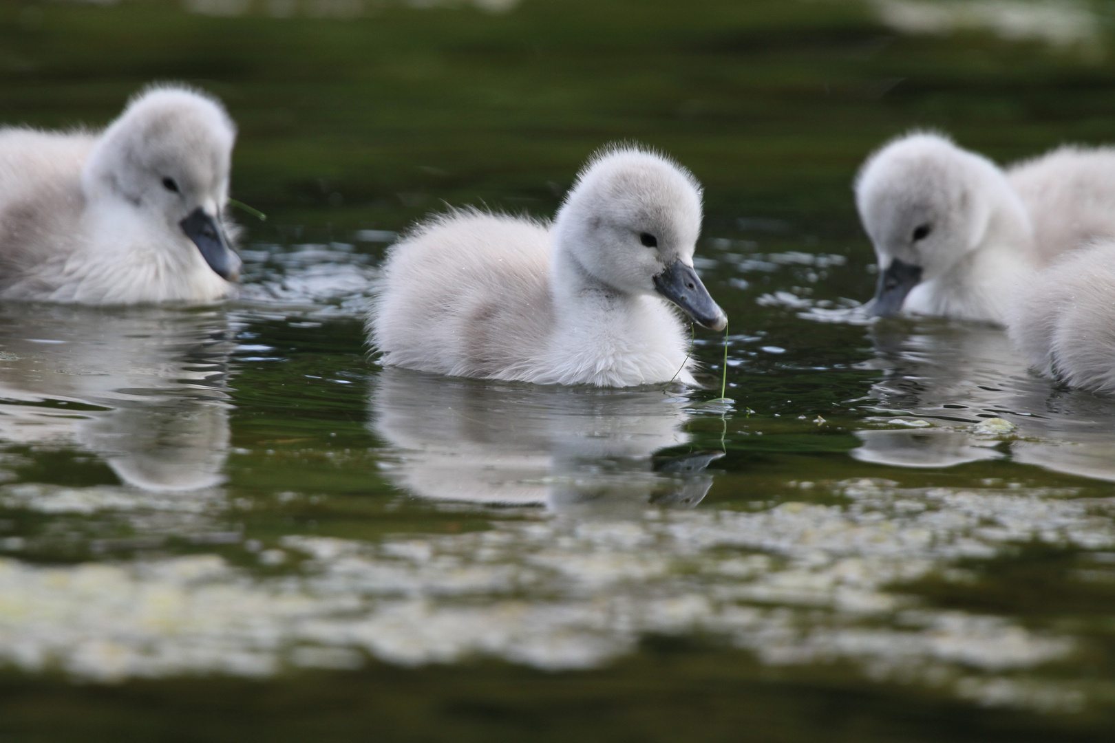 "le vilain petit canard!"