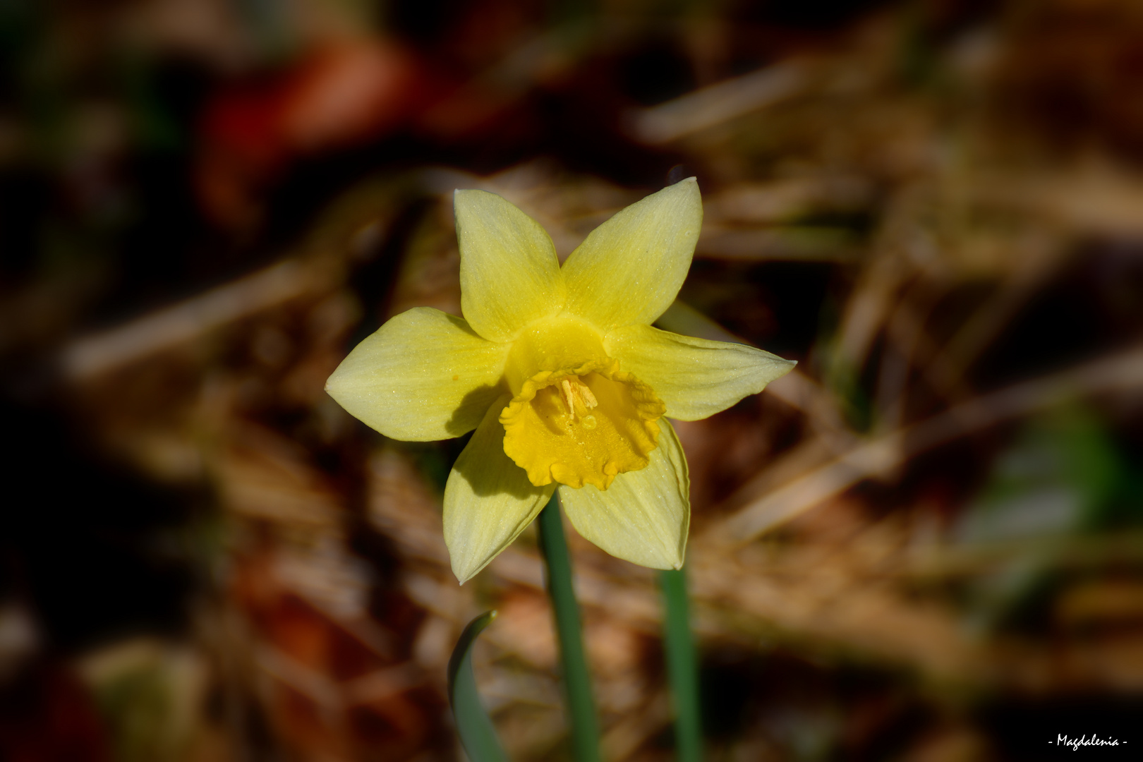 Le visage du printemps