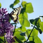 le visiteur du lilas