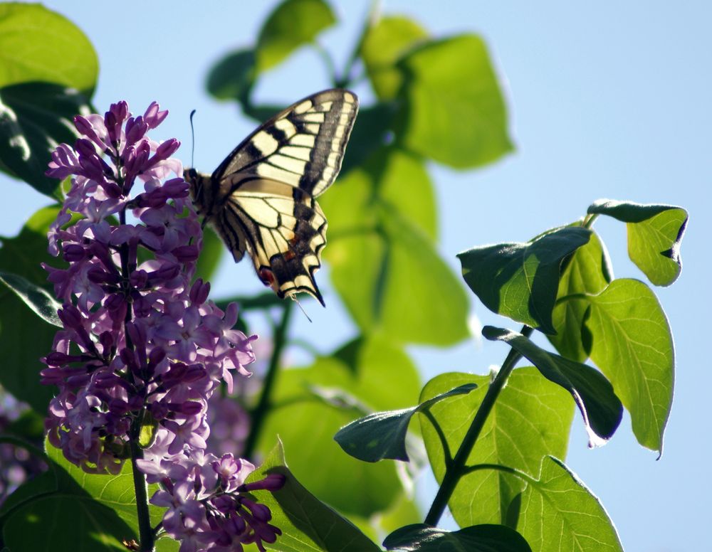 le visiteur du lilas